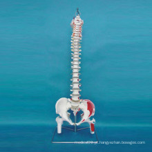 Modelo de esqueleto rotulado com verteia espinhal humana para o ensino médico (R020712)